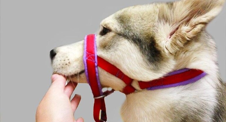 Как сделать халти для собак своими руками – ошейник уздечка